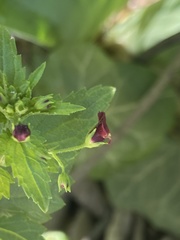 Scrophularia peregrina