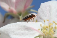 Hoplocampa