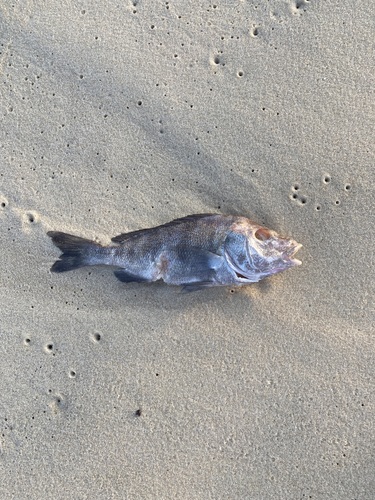 Corocoro grunt (Orthopristis ruber) — Haemulidae — 5