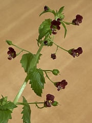 Scrophularia peregrina