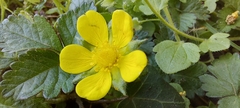 Potentilla indica