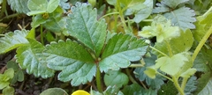 Potentilla indica