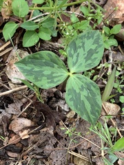 Trillium viridescens