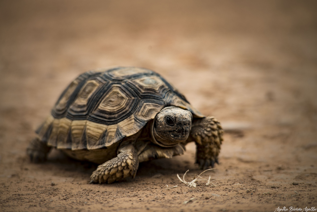 Chaco Tortoise in October 2017 by Agatha B. Aguirre · iNaturalist