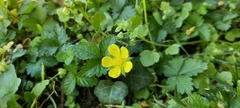 Potentilla indica