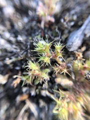 Chorizanthe minutiflora
