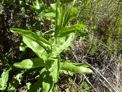 Acourtia microcephala