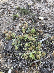 Chorizanthe minutiflora