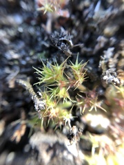 Chorizanthe minutiflora