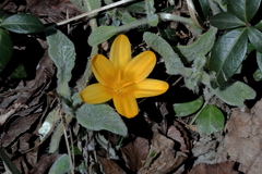 Crocus angustifolius