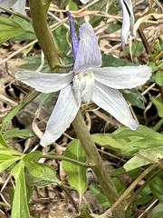 Delphinium tricorne