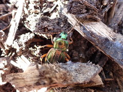 Carabus auratus lotharingus