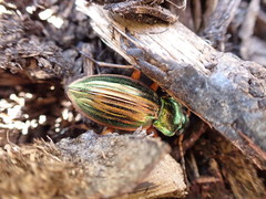 Carabus auratus lotharingus