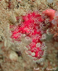 Alcyonium coralloides