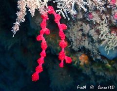 Alcyonium coralloides