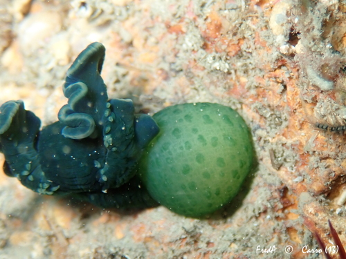 Green Spoonworm, photo 2 of 10