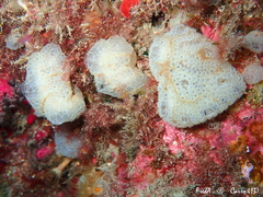 Botrylloides crystallinus