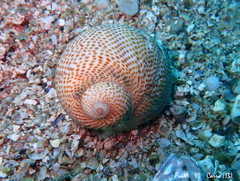 Naticarius stercusmuscarum