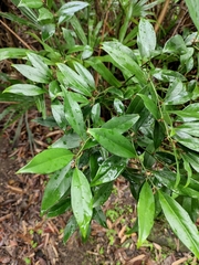 Sarcococca ruscifolia