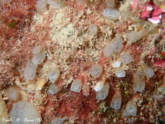 Pycnoclavella atlantica