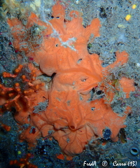 Spirastrella cunctatrix