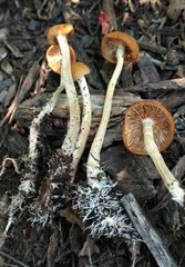 Agrocybe arvalis
