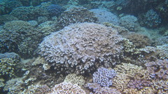 Porites lobata