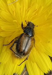 Chasmatopterus
