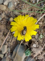 Chasmatopterus