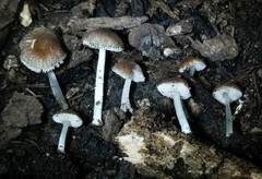 Pluteus hispidulus
