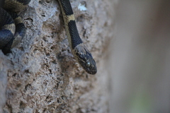 Leptodeira maculata