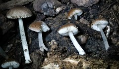 Pluteus hispidulus