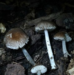Pluteus hispidulus
