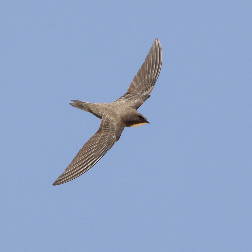 Alpine Swift