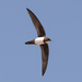 Swifts - Photo (c) Paulo Caseirito, some rights reserved (CC BY-NC), uploaded by Paulo Caseirito