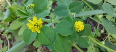 Medicago lupulina