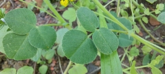 Medicago lupulina