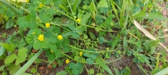 Medicago lupulina