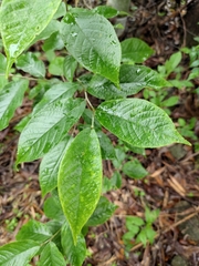 Photinia parvifolia