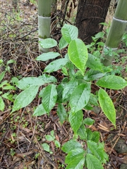 Photinia parvifolia
