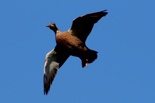 mexican duck (Anas diazi)