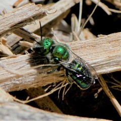Hoplitis fulgida fulgida