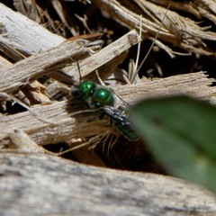 Hoplitis fulgida fulgida