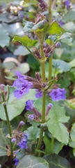 Glechoma hederacea
