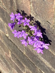 Campanula portenschlagiana