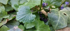 Glechoma hederacea
