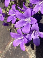 Campanula portenschlagiana