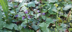 Glechoma hederacea