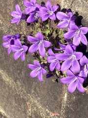 Campanula portenschlagiana