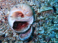 Naticarius stercusmuscarum